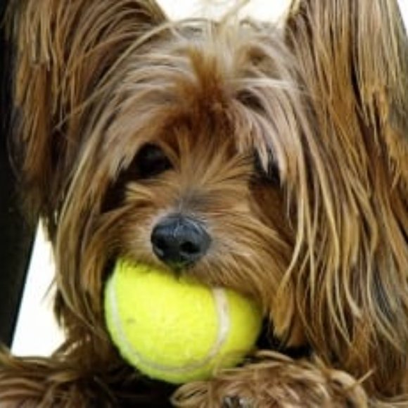 12 USED VERY GOOD TENNIS BALLS - Clean - Make Great Dog Toys and Dogs Love Them! - Picture 3 of 6
